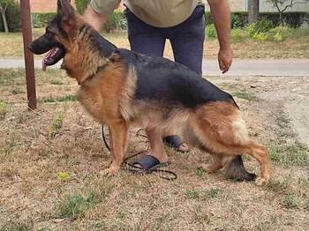 Nemački ovčar štenci