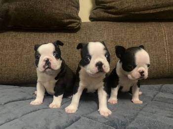 Boston terijer zenska stenad