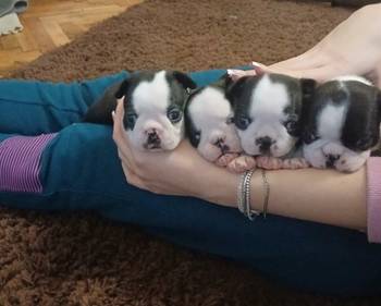 Boston terijer zenska stenad