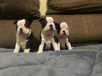 Boston terijer zenska stenad