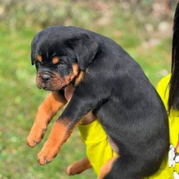 Rotvajler štenci