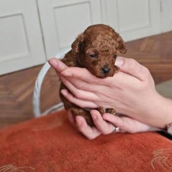 Najmanje pudle, od najlepsih roditelja u Evropi