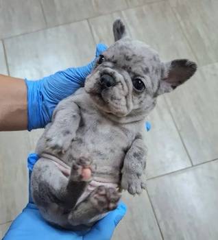 Sivi plavi francuski buldog