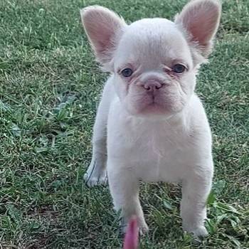 Francuski buldog štenci dugodlaki