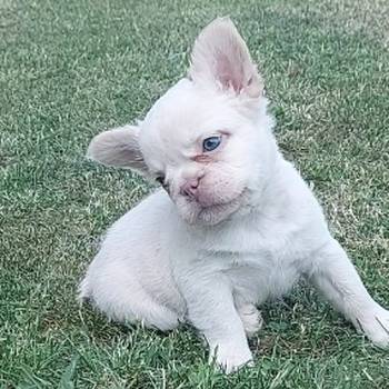 Francuski buldog štenci dugodlaki