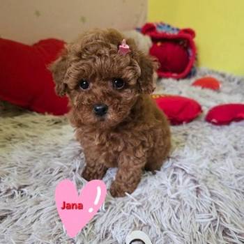 Preslatki štenci crvene toy pudle