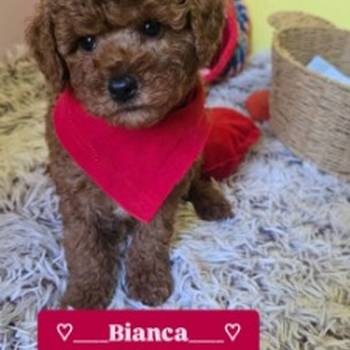 Preslatki štenci crvene toy pudle