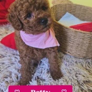 Preslatki štenci crvene toy pudle