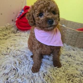 Preslatki štenci crvene toy pudle