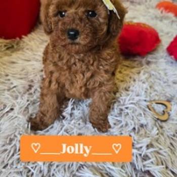 Preslatki štenci crvene toy pudle