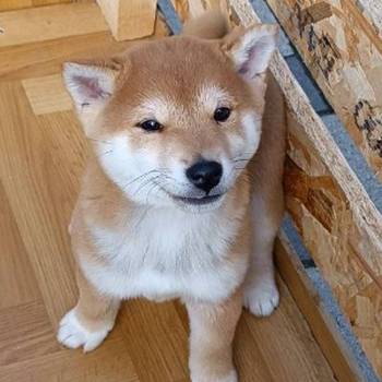 Šiba Inu štenci