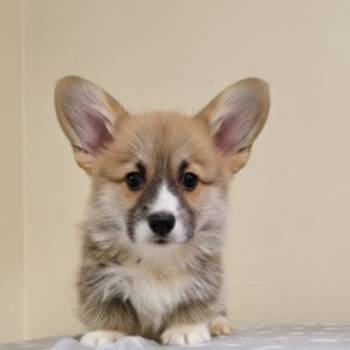 Velški Korgi Pembrok prelepi štenci