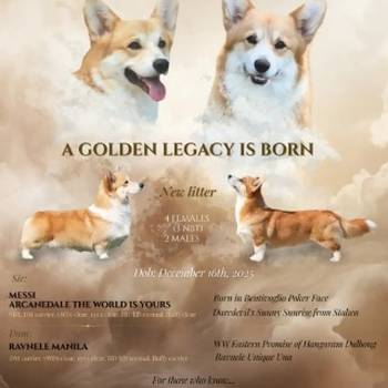 Velški Korgi Pembrok prelepi štenci