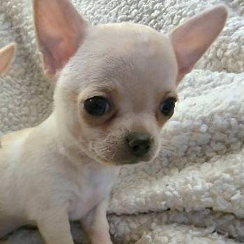 Štenci ekstra mini čivave