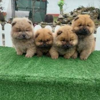 Chow chow-cau cau