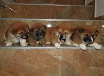 Shiba Inu, TOP štenci