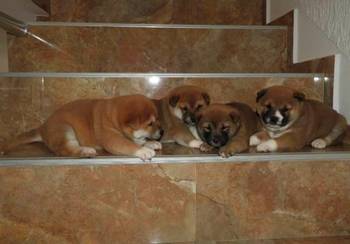 Shiba Inu, TOP štenci