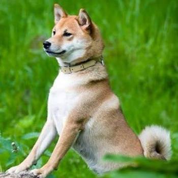 Shiba Inu, TOP štenci
