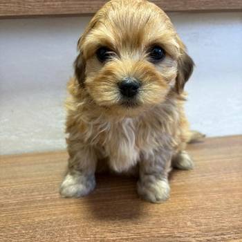 Havanski Bišon prelepi štenci