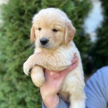 Zlatni retriver stenci