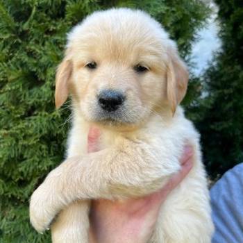 Zlatni retriver stenci