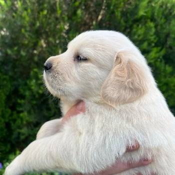 Zlatni retriver stenci