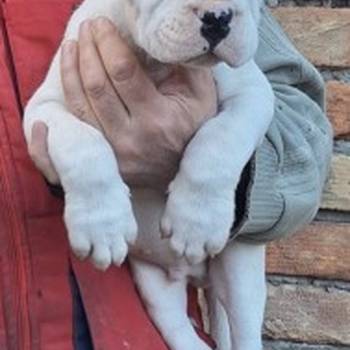 Dogo Argentino stenci