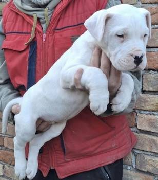 Dogo Argentino stenci