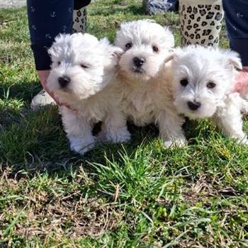 Westi-Zapadno škotski beli terijer