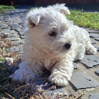 Westi-Zapadno škotski beli terijer