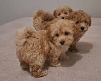 Maltipoo toy stenci