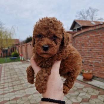 Crvene pudle toy, od oba roditelja u mom vlasnistvu