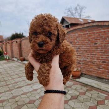 Crvene pudle toy, od oba roditelja u mom vlasnistvu