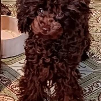 Toj pudle braon, ženke