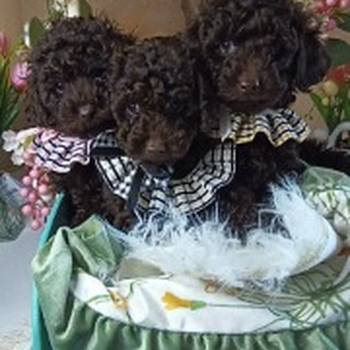 Toj pudle braon, ženke