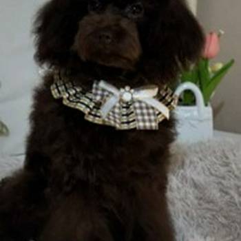 Toj pudle braon, ženke