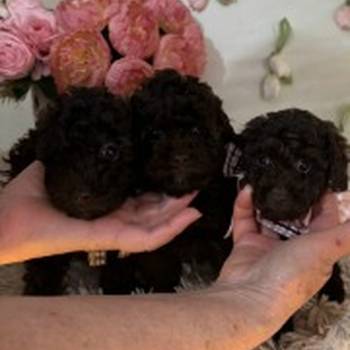 Toj pudle braon, ženke