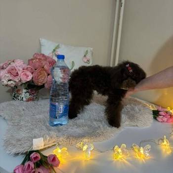 Toj pudle braon, ženke