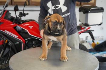 Južnoafrički mastif - Boerboel štenci