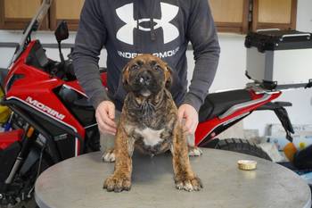 Južnoafrički mastif - Boerboel štenci