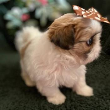 Prelepi Shih Tzu štenci iz registrovane fci/kss odgajivačnice