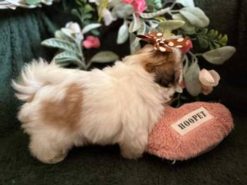 Prelepi Shih Tzu štenci iz registrovane fci/kss odgajivačnice