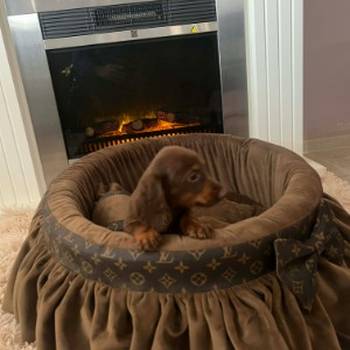 Dugodlaki patuljasti jazavičari