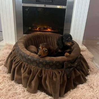 Dugodlaki patuljasti jazavičari