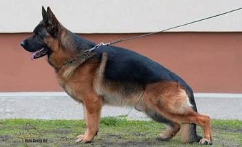 Štenci nemačkog ovčara