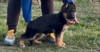 Štenci nemačkog ovčara