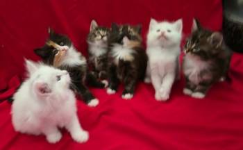 Norveški šumski mačići