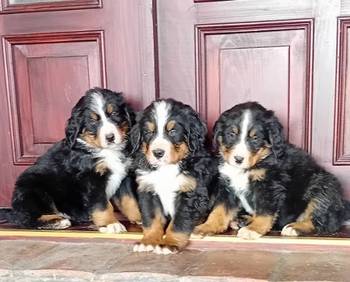 Bernski planinski pas