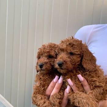 Pudla crveni i aprikot patuljasti stenci