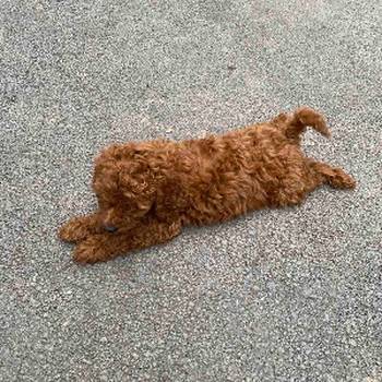 Pudla crveni i aprikot patuljasti stenci